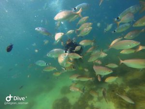 Okenos Diving Didim - Sinan Karabacılı